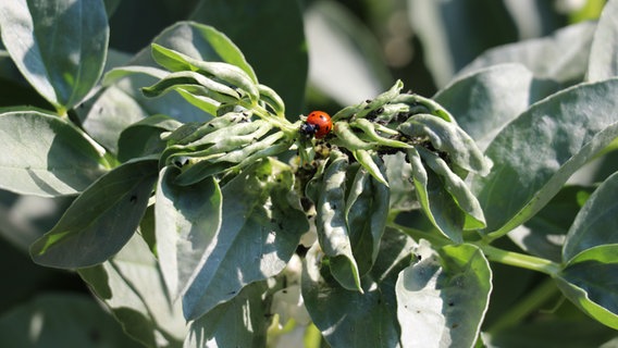 Läuse und ein Marienkäfer auf Saubohnen-Pflanzen © NDR Foto: Luisa Müller