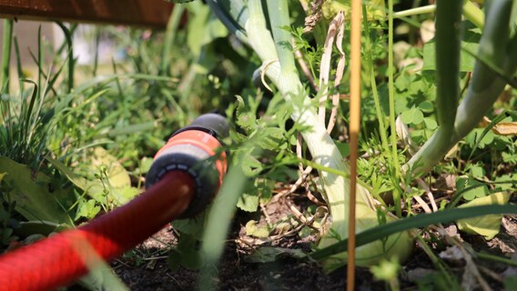 Gartenschlauch im Beet © NDR Foto: Jasmin Janosch