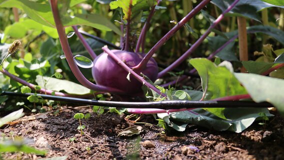 Bewässerungsschlauch mit Kohlrabi © NDR Foto: Jasmin Janosch