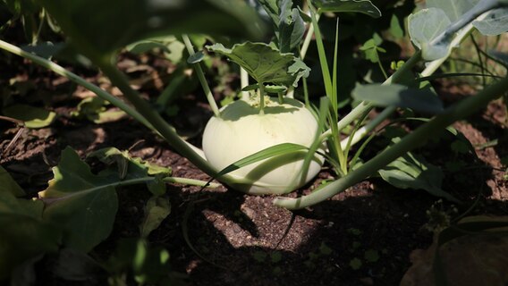 Grüner Kohlrabi im Beet © NDR Foto: Jasmin Janosch