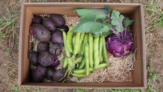 Gemüsekiste mit Kohlrabi, Bohnen und Kartoffeln © NDR Foto: Jasmin Janosch