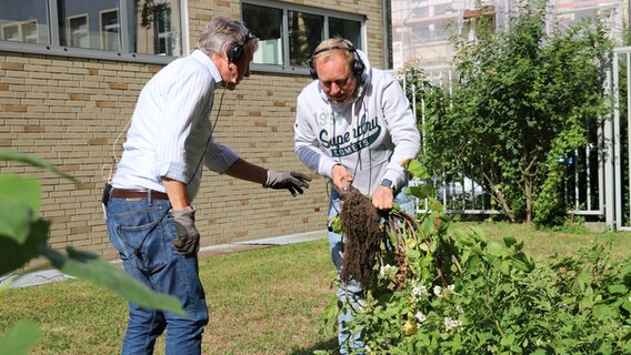 Moderator Christian Haacke und Ralf vom Gartenpodcast Alles Möhre oder was ernten Kartoffeln © NDR Foto: Jasmin Janosch