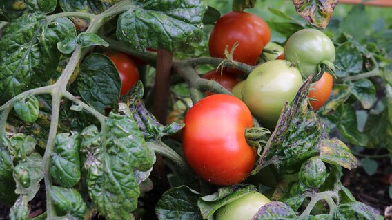 Rote und grüne Tomaten am Strauch. © NDR Foto: Jasmin Janosch