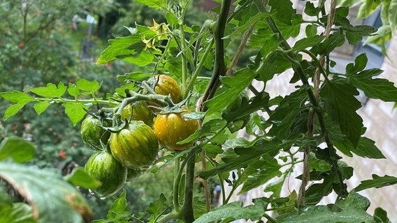 Eine Tomaten-Pflanze auf einem Balkon © NDR / Holly Riemann Foto: Holly Riemann