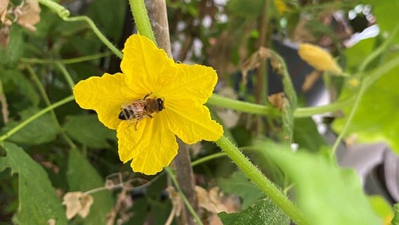 Eine Biene an einer Pflanze © NDR / Holly Riemann Foto: Holly Riemann