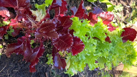 Salat im Beet © NDR Foto: Emely Miller