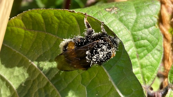 Hummel im Beet © NDR Foto: Anke-Martina Witt