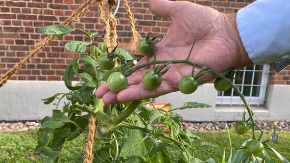 Grüne Tomaten im NDR Beet © NDR Foto: Jessica Schantin