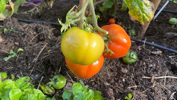 Tomaten im NDR Beet © NDR Foto: Jessica Schantin