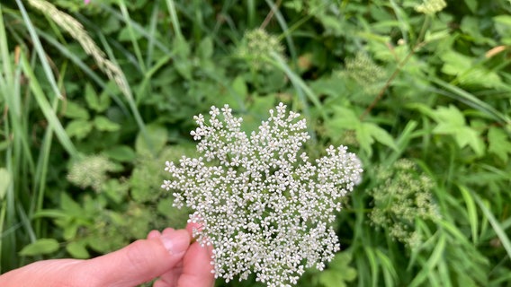 Eine Hand hält eine Giersch-Blüte. © NDR Foto: Martina Witt