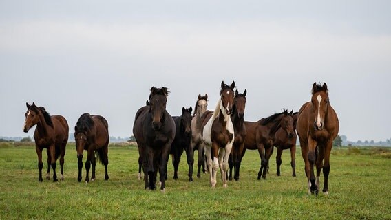 Eine Gruppe Hannoveraner Pferde steht auf einer Wiese. © picture alliance / Countrypixel | FRP 