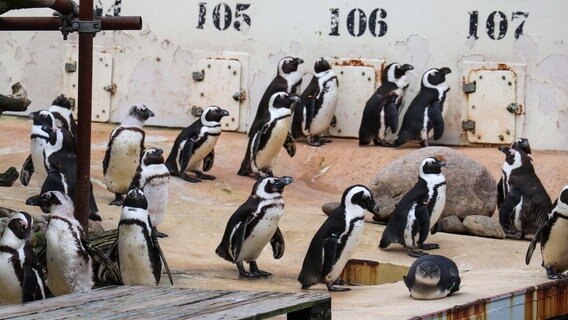 Pinguine im Zoo Hannover. © NDR Foto: Luisa Müller