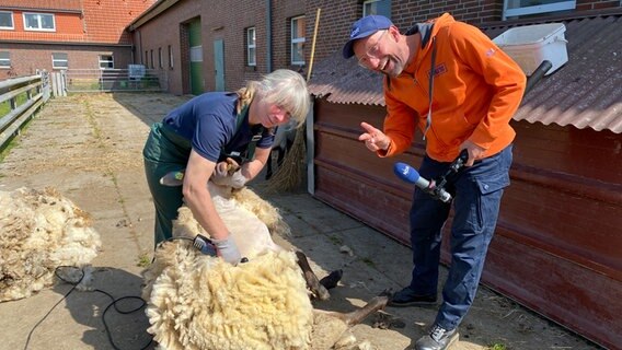 Schorse mit Schäferin Birgit Dreyer beim Schafe schären. © NDR Foto: Bernd Drechsler