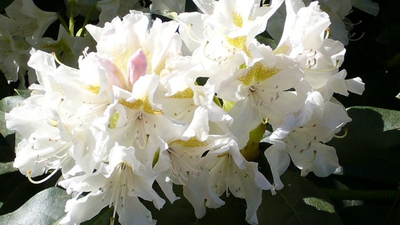 Rhododendron-Blüte © NDR 