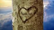 Ein Herz und der Schriftzug "I love you" sind in einen Baum geritzt © fotolia.com Foto: Olly
