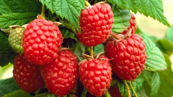 Himbeeren © picture-alliance / Photoshot Foto: Michael Warren