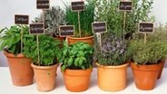 Kerbel kaufen Kerbel kaufen