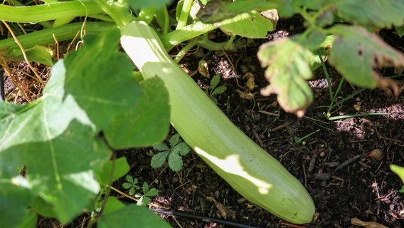 Eine reife Zucchini an der Pflanze. © NDR Foto: Luisa Müller