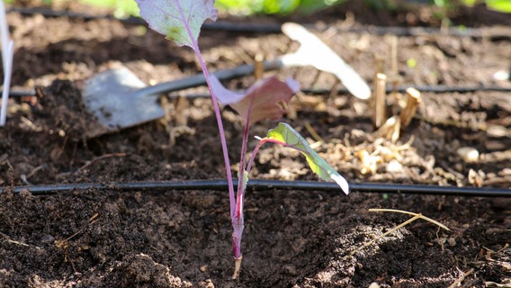 Eine frisch gepflanzte Kohlrabi-Pflanze. © NDR Foto: Luisa Müller