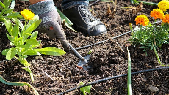 Um den Kohlrabi zu pflanzen, muss eine kleine Kuhle gegraben werden. © NDR Foto: Luisa Müller