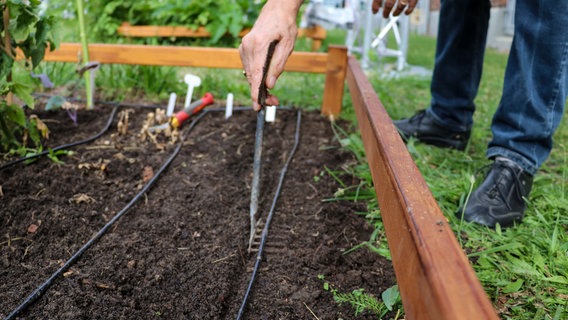 Nachdem der Schnittsalat "Babyleaf" mit einem Saatband eingepflanzt wird, muss die Erde fest geklopft werden. © NDR Foto: Luisa Müller