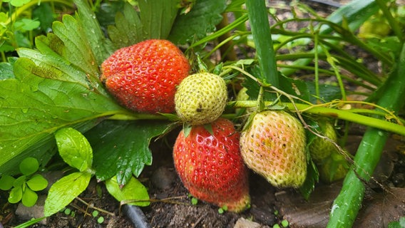 Erdbeeren im NDR Beet © NDR Foto: Martina Witt