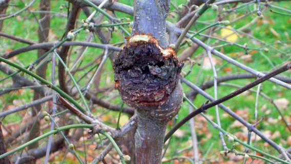 Krebsbefallene Stelle an einem Obstbaum © NDR 