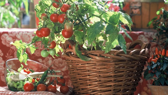 Gemuse Biologisch Dungen Ndr De Ratgeber Garten