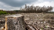 Waldsterben in Deutschland. © picture alliance Foto: Jochen Tack