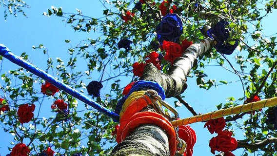 Maibaum  Foto: Sabine Jüdes, Hatten