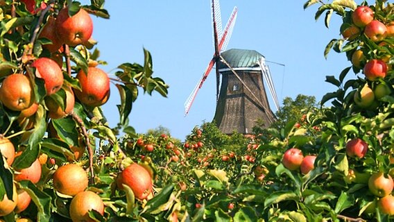 Apfelbäume mit Windmühle im Altes Land bei Jork  Foto: Kay Ludwig, Schmalfeld