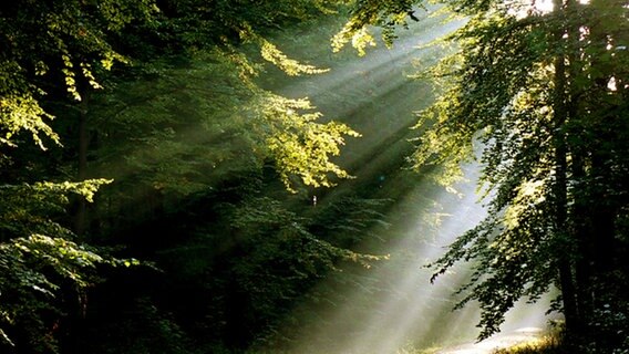 Morgenstimmung im Elm-Tetzelstein  Foto: Rolf Jürgens, Schöppenstedt