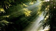 Morgenstimmung im Elm-Tetzelstein  Foto: Rolf Jürgens, Schöppenstedt