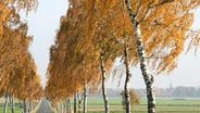 Birken-Allee bei Soßmar / Hildesheim  Foto: Karl Schünemann, Adenstedt