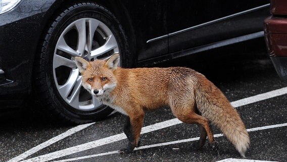 Ein Fuchs steht zwischen Auto auf einem Parkplatz © picture alliance / dpa Foto: Jörg Carstensen
