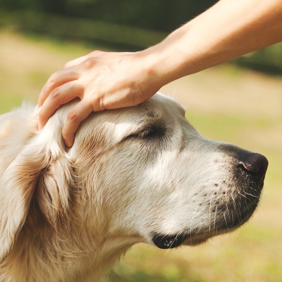 Eine Hand streichelt einen Labrador. © colourbox Foto: Olesya