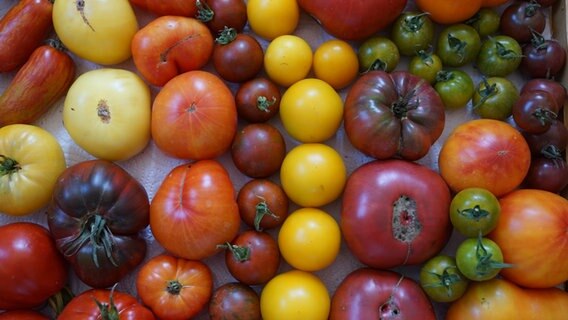 Eine Mischung unterschiedlicher Tomatensorten © Sibylle Maurer-Wohlatz Foto: Sibylle Maurer-Wohlatz