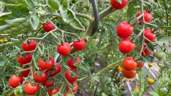 Die Tomate Humboldtii © Sibylle Maurer-Wohlatz Foto: Sibylle Maurer-Wohlatz