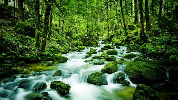 Fluss im Wald © fotolia.com Foto: by-studio