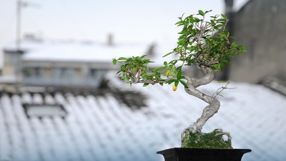 Ficus Ginseng Pflege Anleitung Fur Den Bonsai