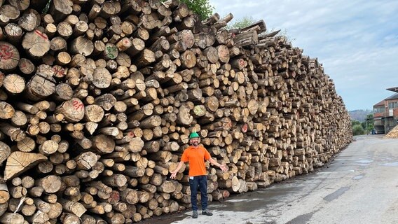 Schorse vor vielen Holzstämmen © NDR Foto: Bernd Drechsler