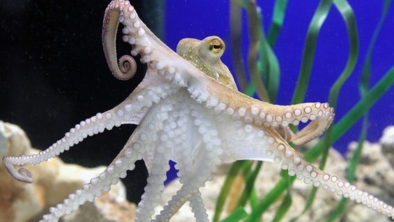 Oktopus Paul, der Zweite bei seiner "Amtseinführung" © dpa Foto: Roland Weihrauch