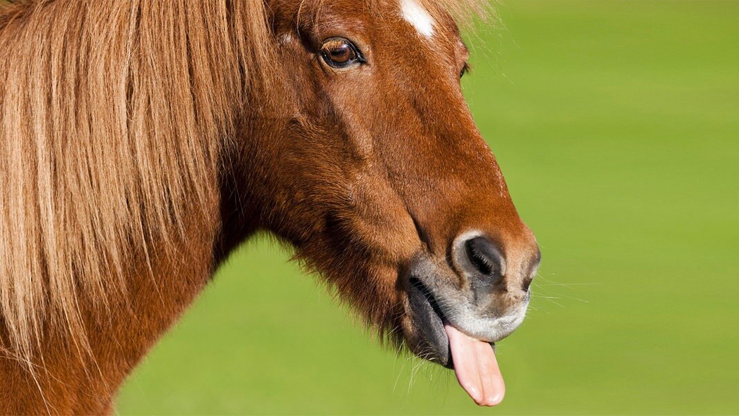 "Das Leben ist kein Ponyschlecken" NDR.de NDR 2 Sendungen Ponik
