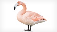 Eine Mischung zwischen Schwan und Flamingo (Bildmontage) © gallinago_media, _JackF Foto: fotolia.com
