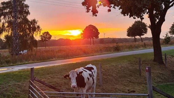 Blick auf Felder, einen Weg und Bäume, im Vordergrund zwei Kühe und am Horizont ein gelb-rot leuchtender Sonnenaufgang © Privat Foto: NDR 2 Hörerin Nadine Brümmer