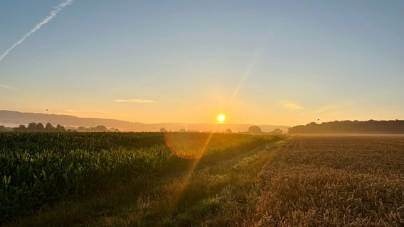 Die Sonne, ein kleiner orangefarbener Kreis am Horizont, strahlt über ein Feld und taucht es in Gold. Am blauen Himmel: Ein Kondensstreifen. © NDR 2 Foto: NDR 2 Hörer Jens