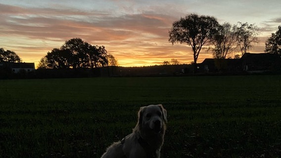 Die Sonne geht am Horizont auf. Auf einer Wiese sitzt ein Hund. © Privat Foto: NDR 2 Hörer Marcel