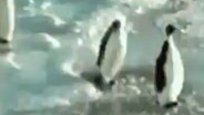 Ein Pinguin haut einen anderen Pinguin. © privat 