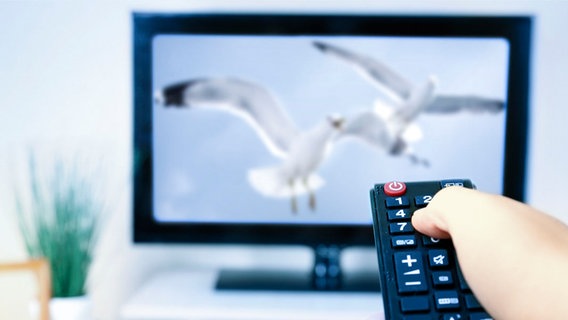 Ein Hand mit Fernbedienung ist auf einen Fernseher im Wohnzimmer gerichtet, auf dem Möwen zu sehen sind. © fotolia.com Foto: Africa Studio, igorprusac