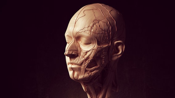 Animation eines menschlichen Kopfes mit visualisierten Nervenbahnen © PantherMedia Foto: 80sChild